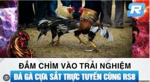 hinh thuc da ga truc tuyen